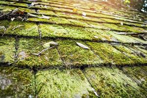 Old wooden roof tiles pattern with green moss texture background photo