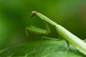 mantis europea femenina o mantis religiosa religiosa en la hoja en la naturaleza - saltamontes verde foto