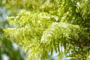 Fern leaf on nature background - green fern leaves on tree photo