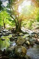 River stream landscape waterfall green forest nature jungle on the mountain with rocks stones photo