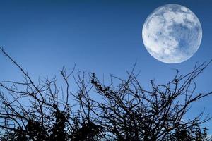 luna llena cielo azul crepúsculo silueta ramas de acacia árbol de espinas en el paisaje nocturno