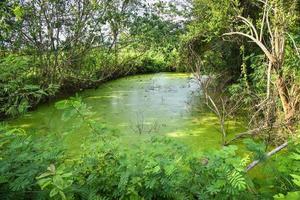 Duck weed floating on the water surface pond with plant and tree growing on swamp photo