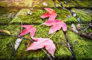 Red maple leaf and green moss on old wooden roof tiles pattern background photo