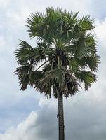 palmera asiática palmyra con nido de pájaros tejedores. hermoso fondo de cielo nublado en chandpur, bangladesh.