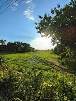 durante la aldea al atardecer en bangladesh. la luz del sol de la tarde cae sobre la tierra y los árboles. foto