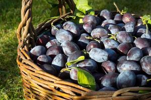 Blue plum,delicious purple sweet fruit in wooden basket made of vines,harvest time in the orchard,seasonal autumn fruit,organic vegetarian ingredient,ukrainian garden,prunus domestica,Japanese symbol photo