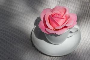 hermoso primer plano de rosa rosa en una taza blanca, imagen romántica, impresión para postal, papel tapiz, diseño de portada, afiche, calendario, lienzo de pared, decoración del hogar, tarjeta de felicitación del día de la madre foto