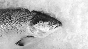 salmón fresco congelado en hielo a la venta en el mercado de pescado o en el supermercado con espacio para copiar a la derecha en tono monocromo o blanco y negro. animales, alimentos crudos y vida marina foto