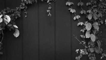 Gray Vine, ivy, liana, climber or creeper plant growth on black wooden wall with copy space on center or middle. Beauty in nature and natural. Grey leaves on wallpaper or painted wood background. photo