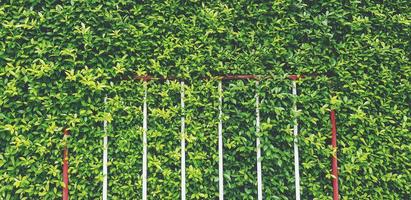 tráfico rojo y blanco con fondo de hojas verdes con espacio de copia en tono vintage. cierre el objeto para no permitir que el vehículo se estacione en esta área. lugar estricto y muro natural foto