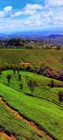 cadenas montañosas en india con plantaciones de té foto