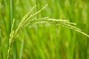 el arroz crece salvajemente en una hermosa granja en tailandia foto