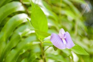 Blooming purple and white wildflowers and blurred background. photo