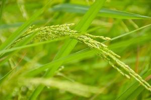 el arroz crece salvajemente en una hermosa granja en tailandia foto