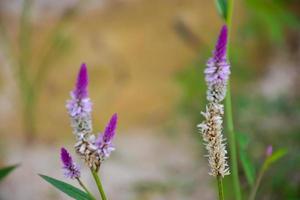 Purple and white cockscomb flowers in bloom and blurred background. photo