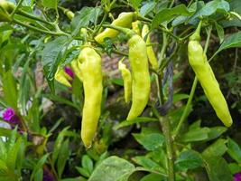 Cayenne pepper is a fruit and plant belonging to the genus Capsicum whose fruit grows facing upwards. The color of the fruit is small green when it is young and when it is ripe it is dark red photo