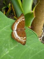 tanaecia pelea es una especie de mariposa de la familia nymphalidae. foto