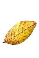 leaf sumer isolated on white background with clipping path photo