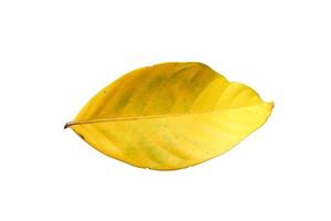 leaf sumer isolated on white background with clipping path photo