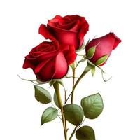 red rose isolated on white with clipping path photo