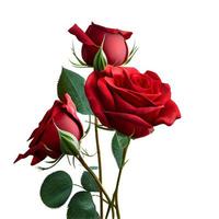 red rose isolated on white with clipping path photo