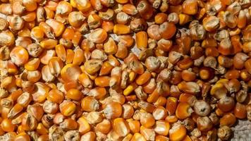 montón de granos de maíz como fondo foto