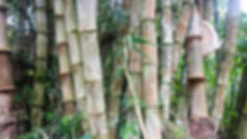 bamboo trees and bamboo leaves as the background photo