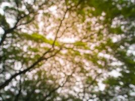 Blurred image natural green leaves background wallpaper photo