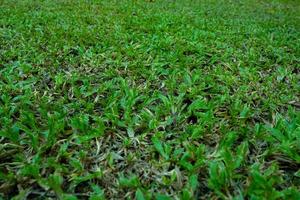 Natural real fresh grass  field background texture, shot from front. abstract background. photo
