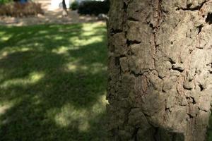 Natural bark wood texture. Light and shadow with copy space. Abstract background. photo