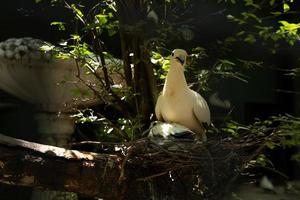 A white bird stands guard over its young in the nest. photo