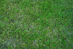 Top view natural real grass  field background texture, shot from above. abstract background. photo