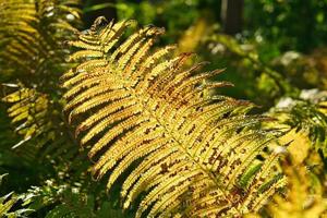 Yellow green fern leaf at autumn time with autumn light. Fern leaf in foreground photo