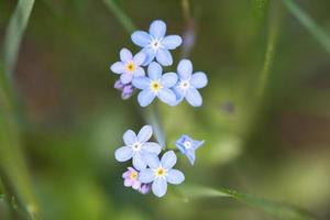 Blue petals of a flower isolated in green grass shown. Natural meadow with flowers photo