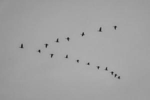 grúas moviéndose en formación en el cielo. aves migratorias en el darss. foto