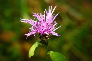 purple thistle flower on a green meadow. Flower photo from nature. Landscape
