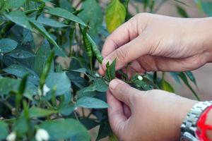 Thai people pick chili peppers that are planted in the garden behind the house to cook. in the concept of kitchen garden vegetables, sufficiency economy, seasonings, herbs. photo