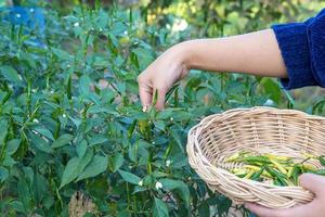 los tailandeses recogen chiles que se plantan en el jardín detrás de la casa para cocinar. en el concepto de hortalizas de huerta, economía de suficiencia, condimentos, hierbas. foto