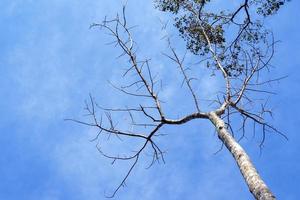 Deciduous trees in winter in Asia on the sky background. soft and selective focus. photo