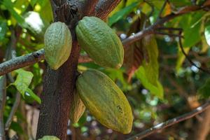 Cocoa, Cacao, Chocolate Nut Tree. Fruit shaped like a papaya on the trunk or branches. Gourd-like skin, thick skin, cocoa beans are processed into chocolate. Soft and selective focus. photo