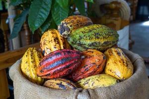 cocoa fruit in hemp sack. Soft and selective focus. photo