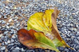 Old teak leaves fall from the tree after a strong rain on a stone background. Soft and selective focus. photo