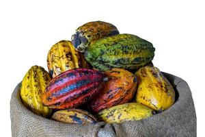 isolated cocoa fruit in hemp sack on a white background.Soft and selective focus. photo