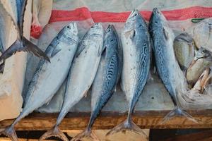 atún fresco se vende en el mostrador de pescado en el muelle. pescado crudo recién capturado en el mostrador de pescado, dieta mediterránea. enfoque selectivo foto