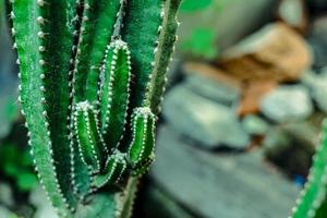 Vertical garden decoration, decorative plants growing in tree pots. photo