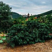 vista de las plantas de café arábica en minas gerais, brasil foto