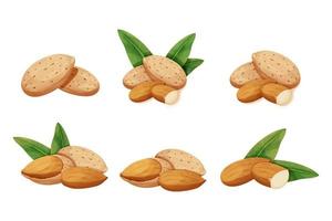 Set almond in nutshell with leaves detailed raw nut, almond powder in bowl organic product, ingredient in cartoon style isolated on white background. Ripe plant, snack. Vector illustration