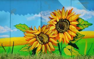 The old wall, painted in color graffiti drawing with aerosol paints. An image of a traditional Ukrainian landscape with sunflowers, kalina and a mill in a field photo