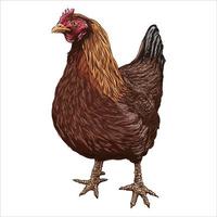 ilustración dibujada a mano de pollo. la carne de pollo y los huevos producen elementos vintage. insignias y elementos de diseño para la fabricación de pollos. ilustración vectorial vector
