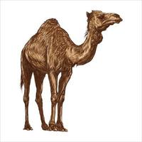 Cartoon camel isolated on white background vector